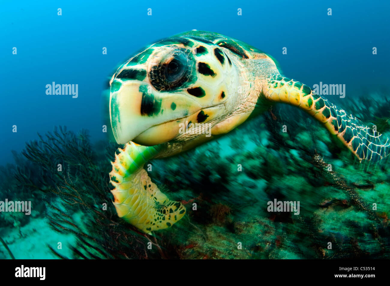 Hawksbill tartaruga di mare (Eretmochelys imbricata) fotografato in Palm Beach County, FL. Foto Stock