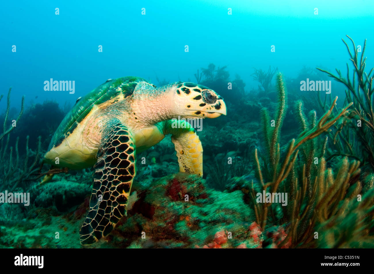 Hawksbill tartaruga di mare (Eretmochelys imbricata) fotografato in Palm Beach County, FL. Foto Stock