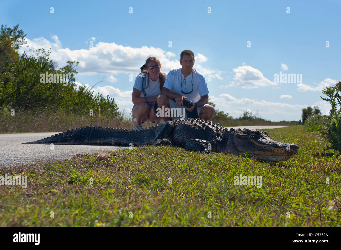 I turisti guarda un coccodrillo americano (Alligator mississippiensis) crogiolarsi al sole nel parco nazionale delle Everglades, Florida. Foto Stock