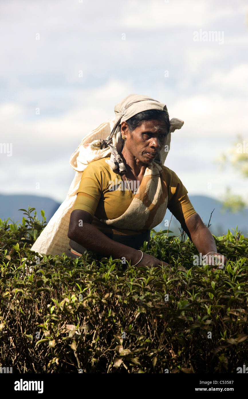 Donna Tamil raccoglitrice di tè. Nuwara Eliya. Lo Sri Lanka. Foto Stock