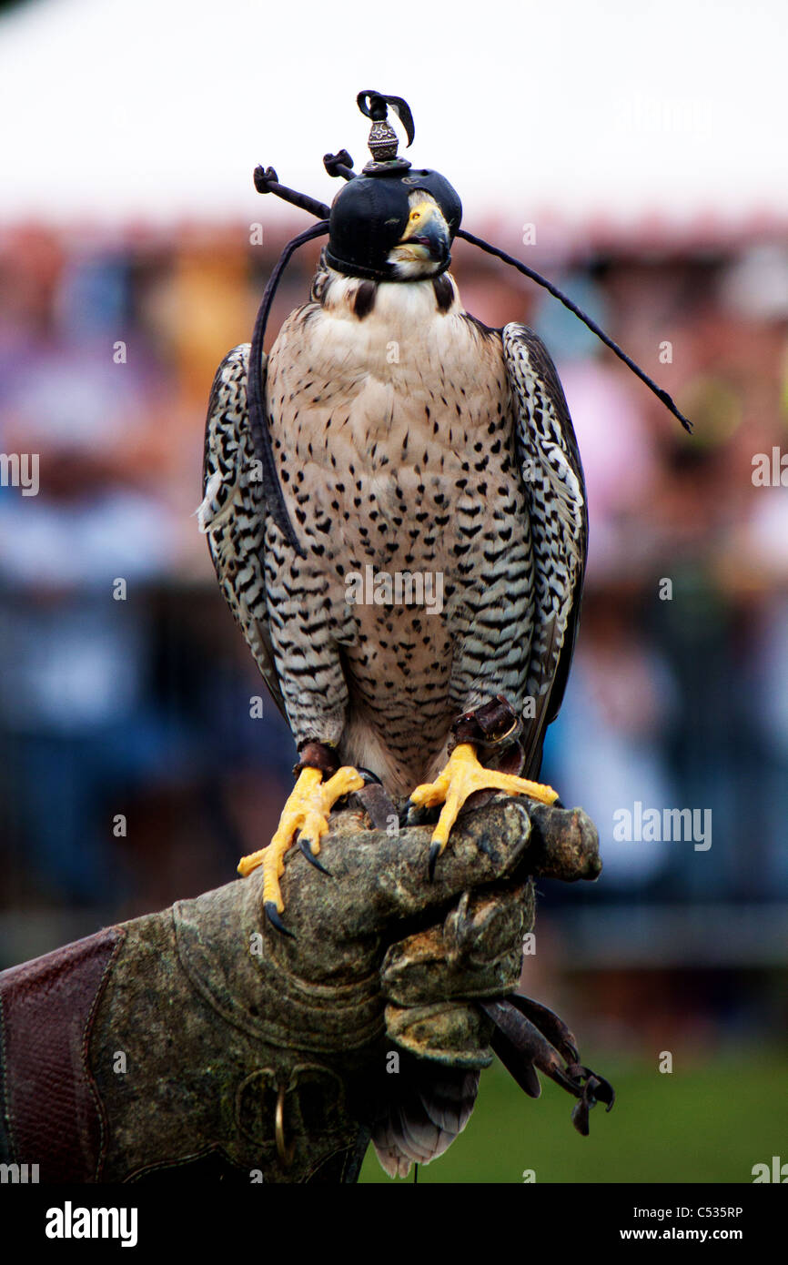 Un falco in mano ... Foto Stock