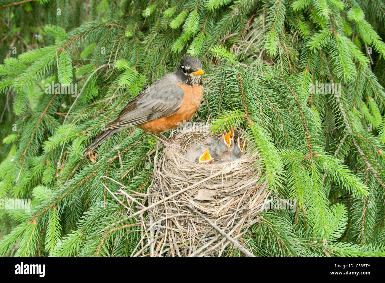 American Robin a nido Foto Stock