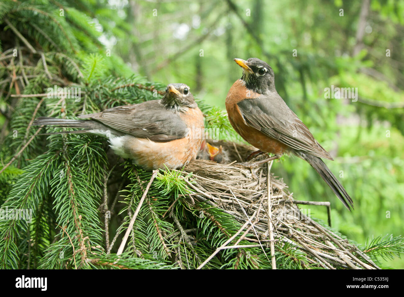 American Robins a nido Foto Stock