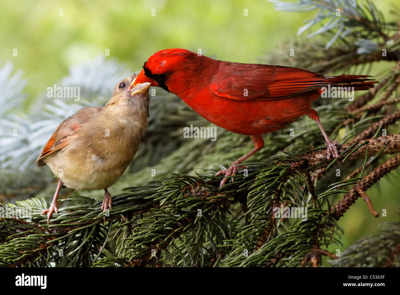 Northern cardinali (maschio e capretti) (Cardinalis cardinalis) Foto Stock
