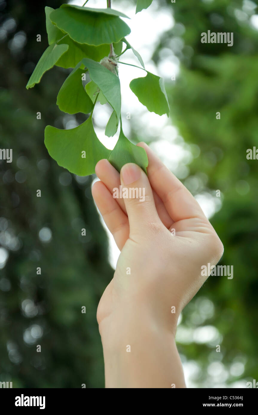 Raccolto di foglie di ginkgo biloba. Una raccolta a mano dall'albero Foto Stock