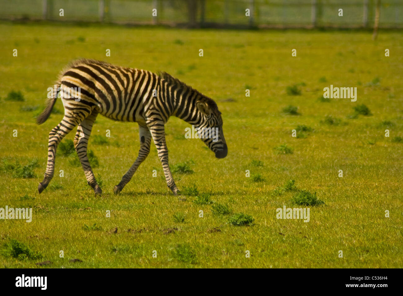 Zebra puledro a Yorkshire Wildlife Park Doncaster Foto Stock