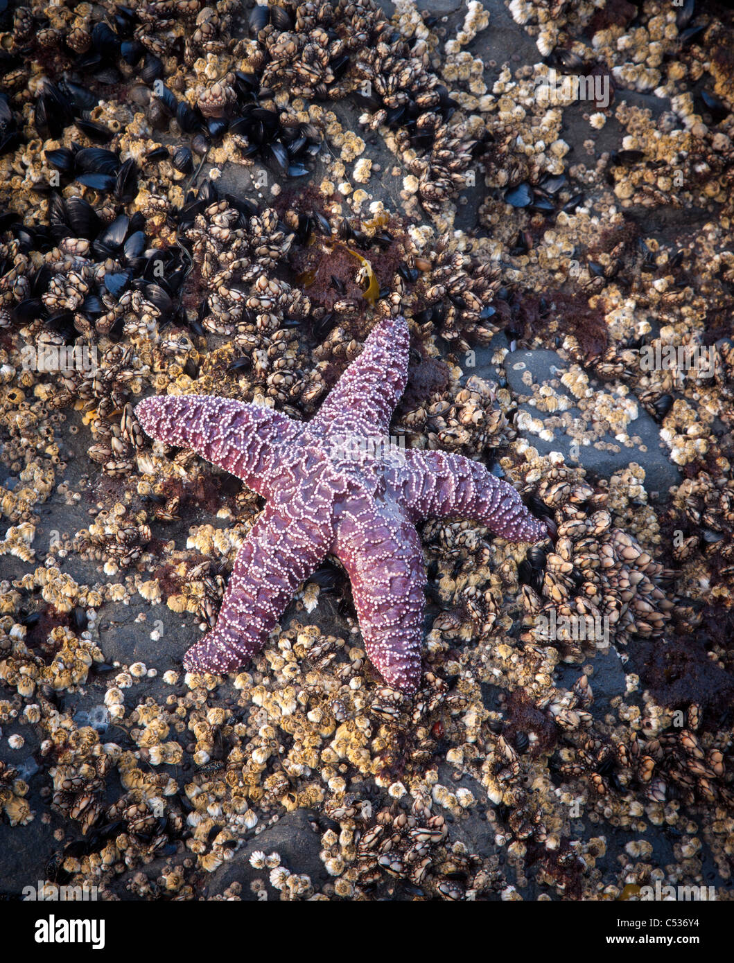 Viola stella color ocra, Ruby Beach, Parco Nazionale di Olympic, Washington Foto Stock