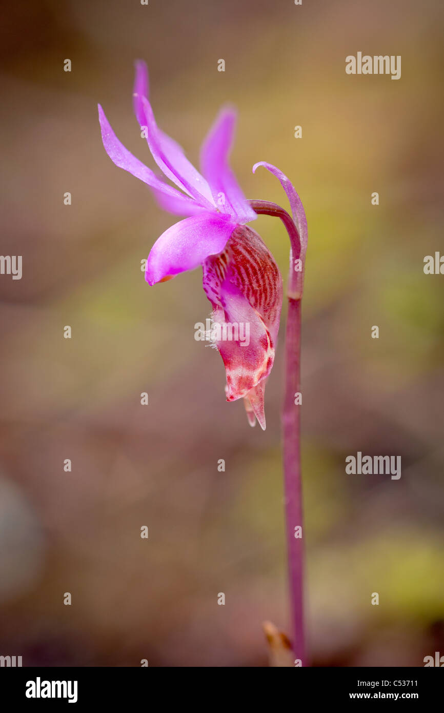 Calypso orchid, Calypso bulbosa var. occidentalis, Gifford Pinchot National Forest, Washington Foto Stock