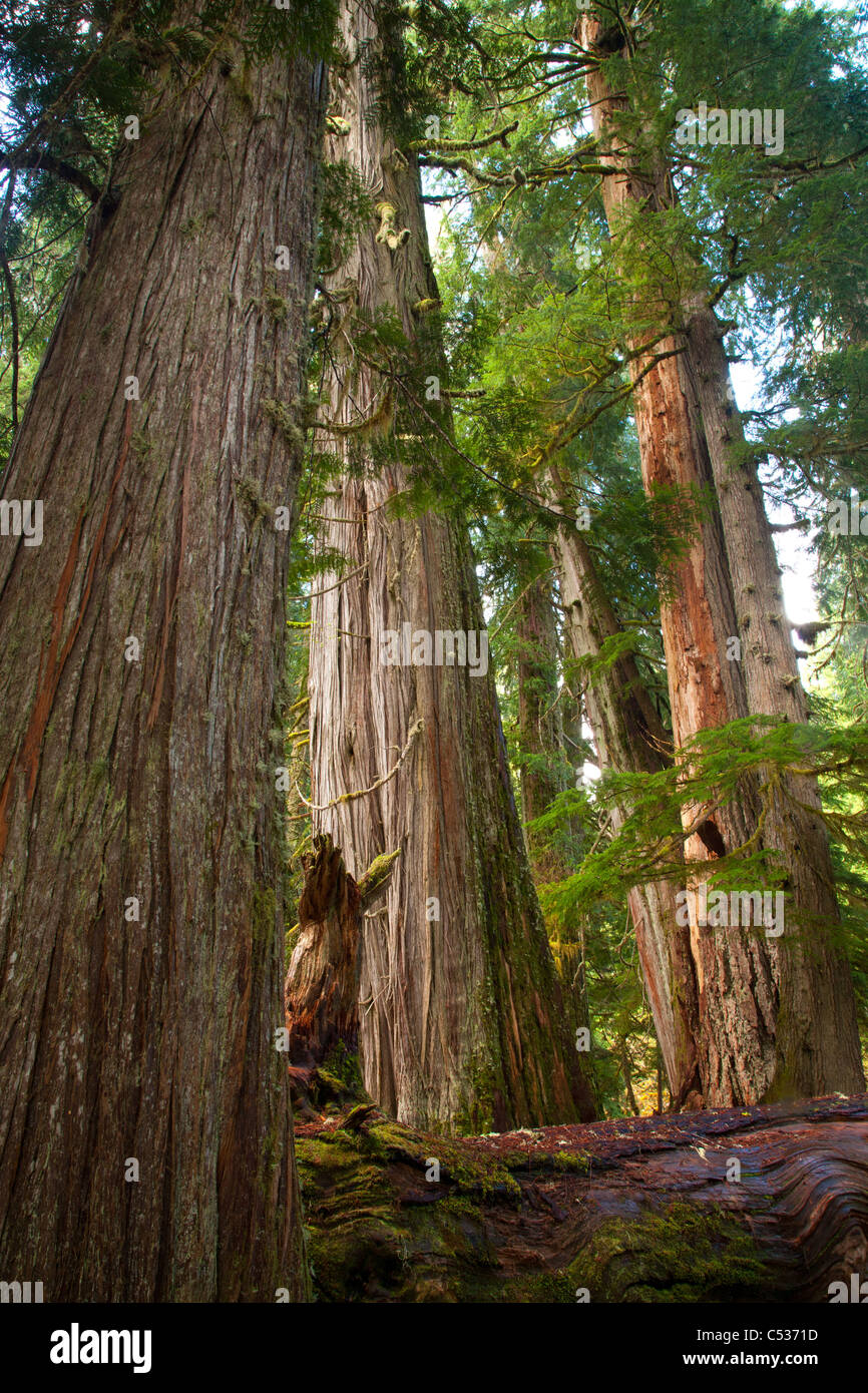 Vecchia Foresta di crescita, Grove dei patriarchi, il Parco Nazionale del Monte Rainier, Washington Foto Stock