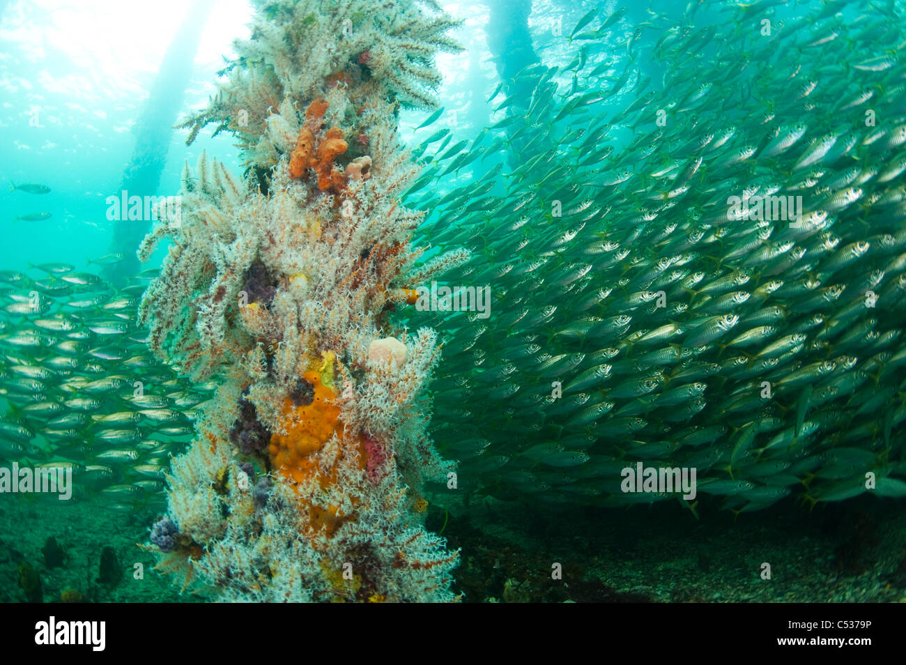 Le palificazioni di Porto Molo Hughes in South Australia sono completamente incrostati di colorati coralli e spugne Foto Stock