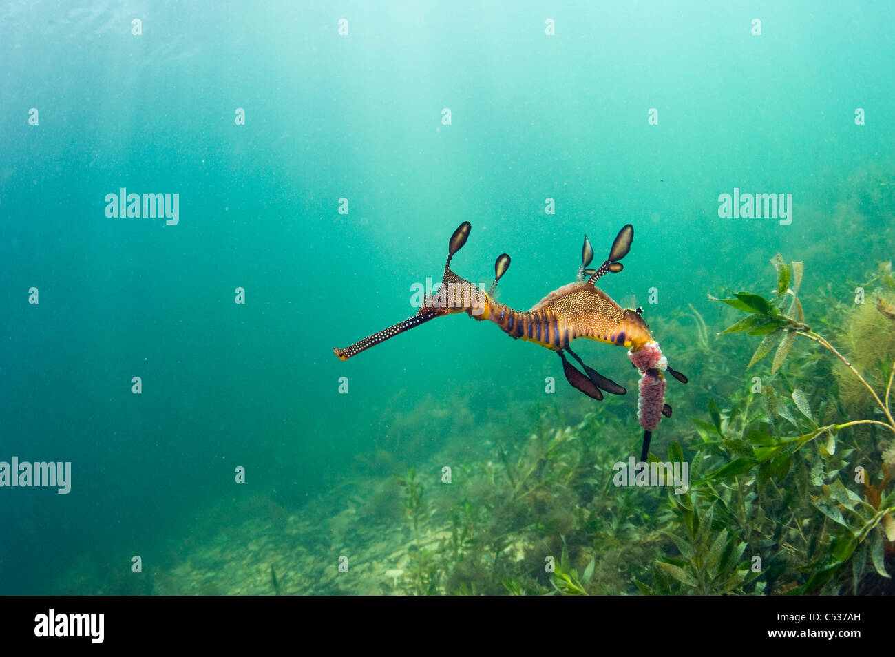 Un Weedy o mare comune Dragon (Phyllopteryx taeniolatus) nuota tra il kelp attorno al molo in Flinders, Australia. Foto Stock