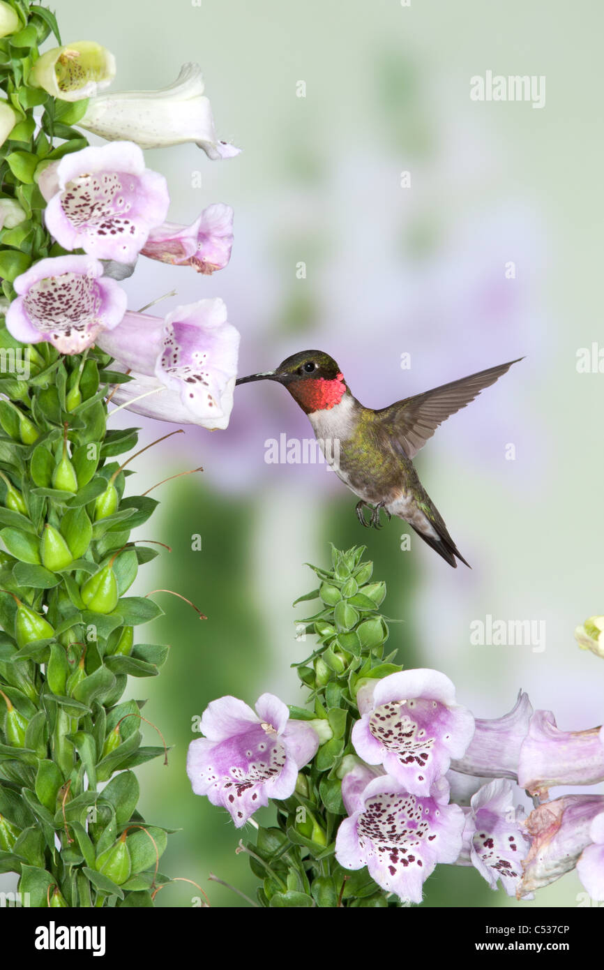 Ruby-throated Hummingbird in cerca di nettare da Foxglove Blossoms - verticale Foto Stock