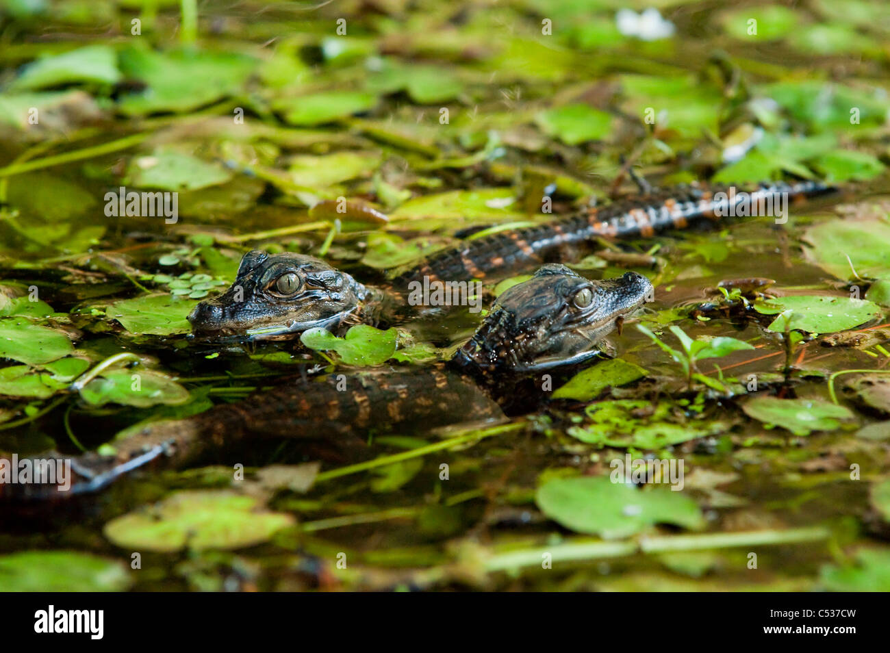 Il coccodrillo americano neonati (Alligator mississippiensis) nasconde nelle piante di acqua sul fiume Loxahatchee in Giove, FL. Foto Stock