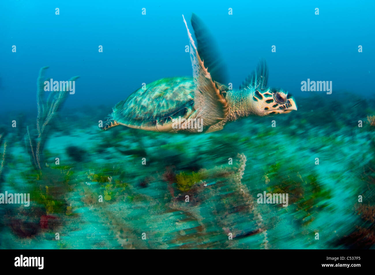 Hawksbill tartaruga di mare (Eretmochelys imbricata) fotografato in Palm Beach County, FL. Foto Stock