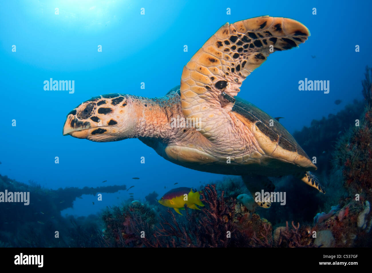 Hawksbill tartaruga di mare (Eretmochelys imbricata) fotografato in Palm Beach County, FL. Foto Stock