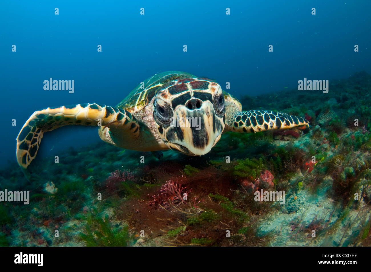 Hawksbill tartaruga di mare (Eretmochelys imbricata) fotografato in Palm Beach County, FL. Foto Stock