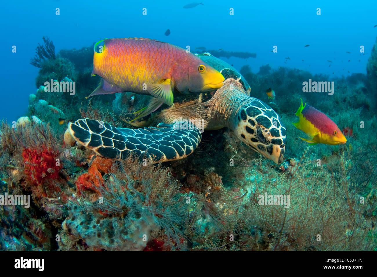 Hawksbill tartaruga di mare (Eretmochelys imbricata) fotografato in Palm Beach County, FL. Foto Stock