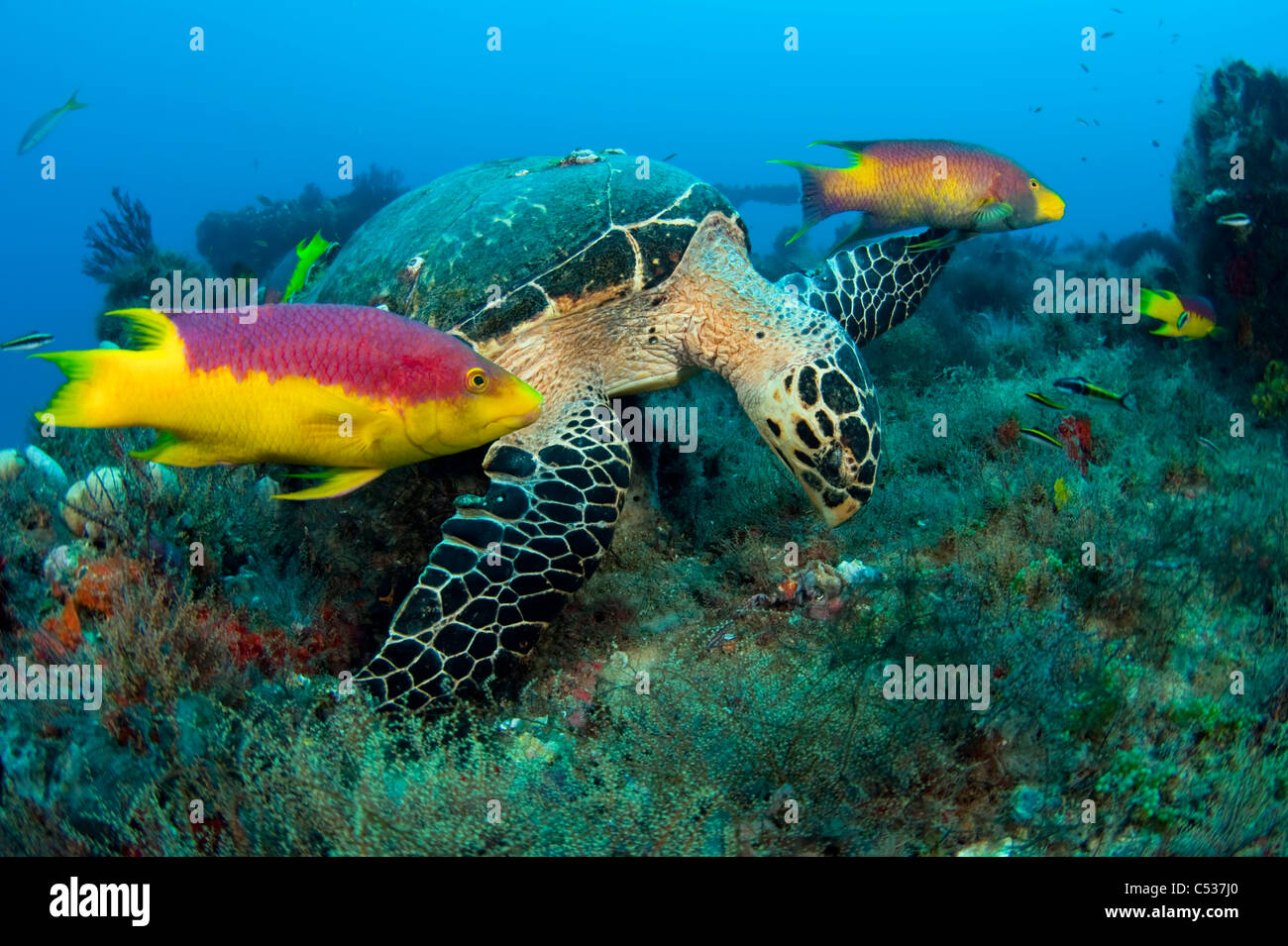 Hawksbill tartaruga di mare (Eretmochelys imbricata) fotografato in Palm Beach County, FL. Foto Stock