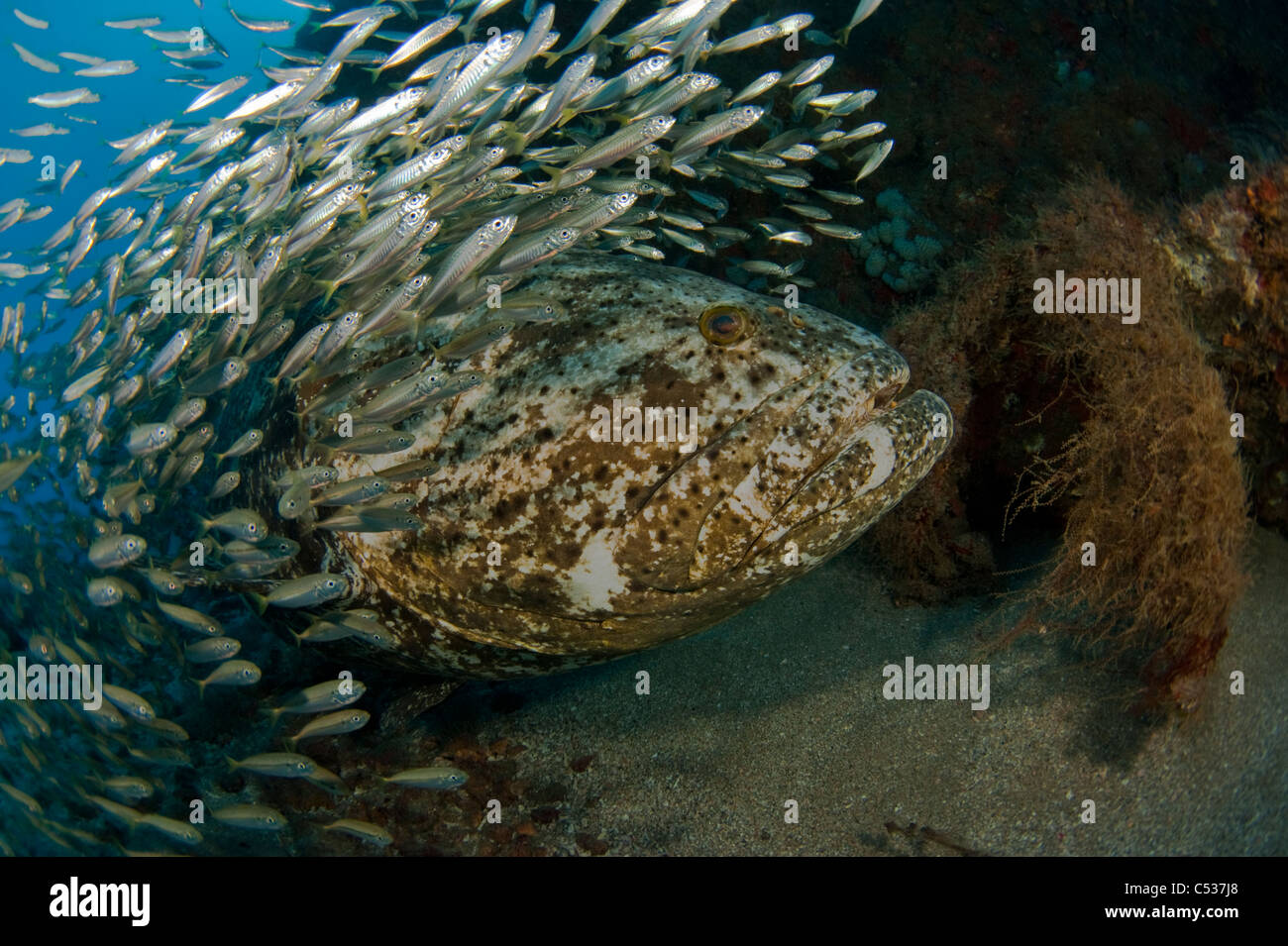 Golia cernia Epinephelus itajara fotografato offshore subacquea Palm Beach, Florida durante la stagione riproduttiva. In via di estinzione Foto Stock