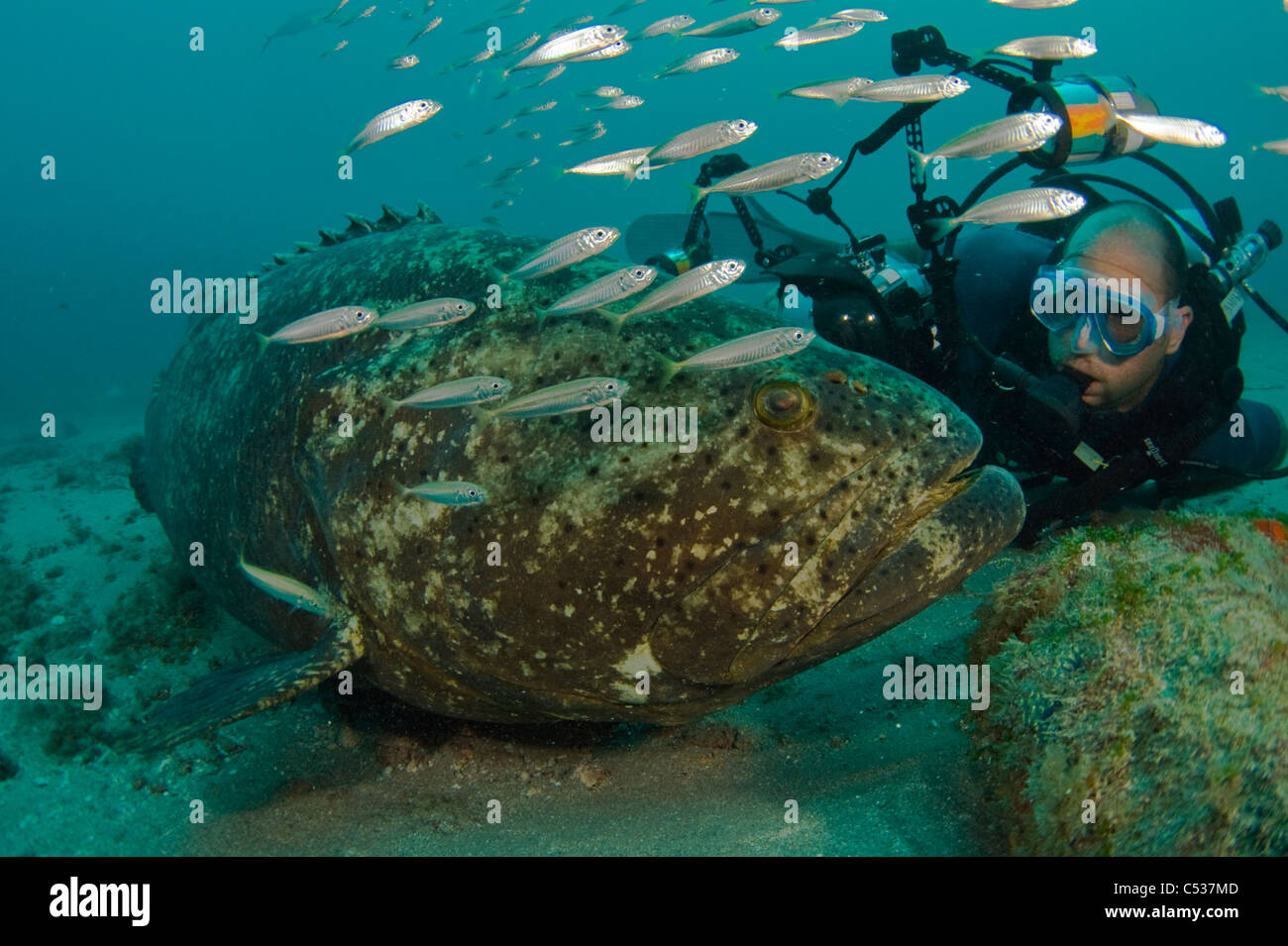 Scuba Diver e Golia raggruppatore (Epinephelus itajara) in Palm Beach, FL. Protette e a rischio di estinzione Foto Stock