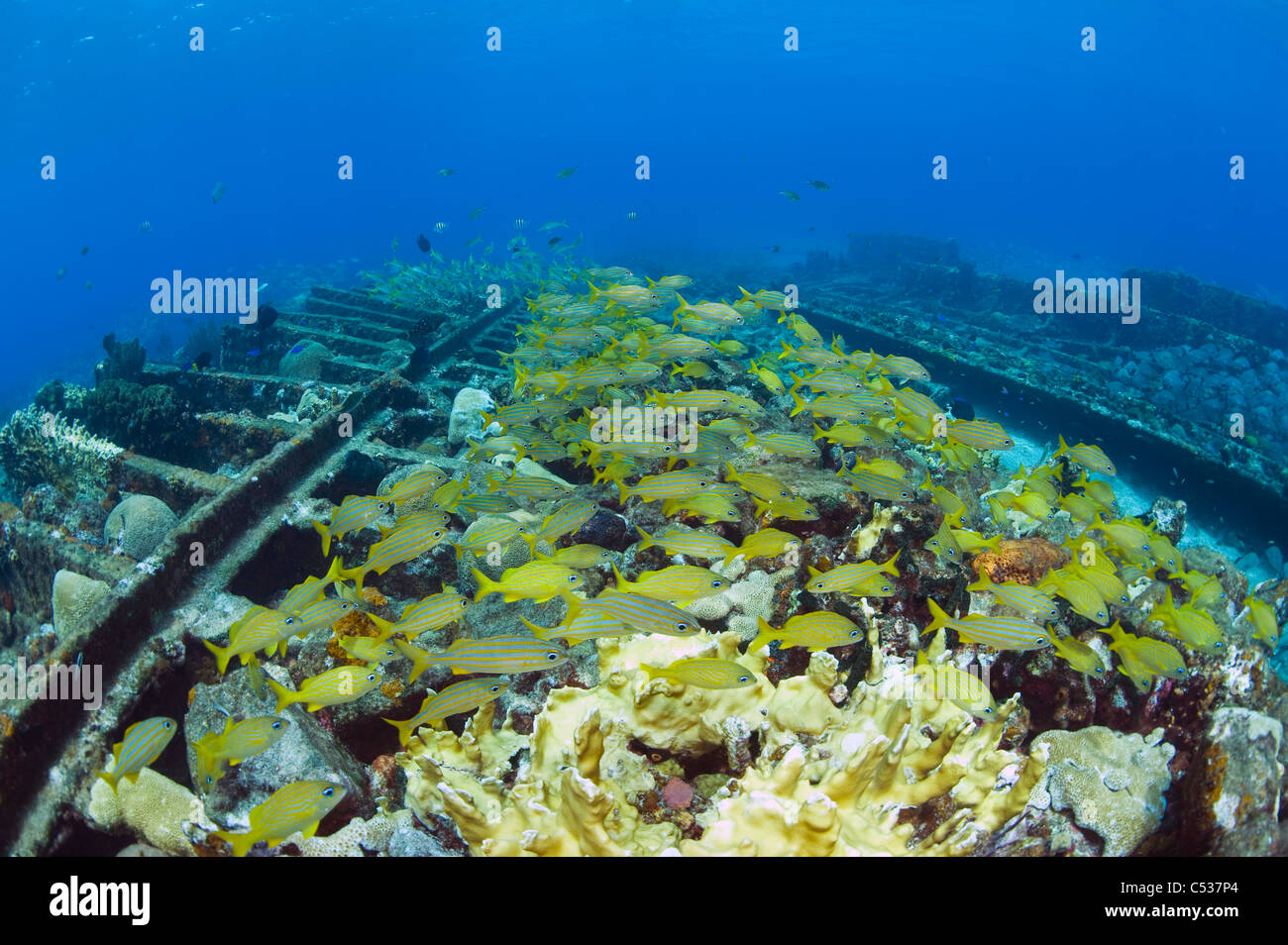 Il francese grugniti (Haemulon flavolineatum) scolarizzazione sul relitto dello zucchero nel nord Bahamas. Foto Stock