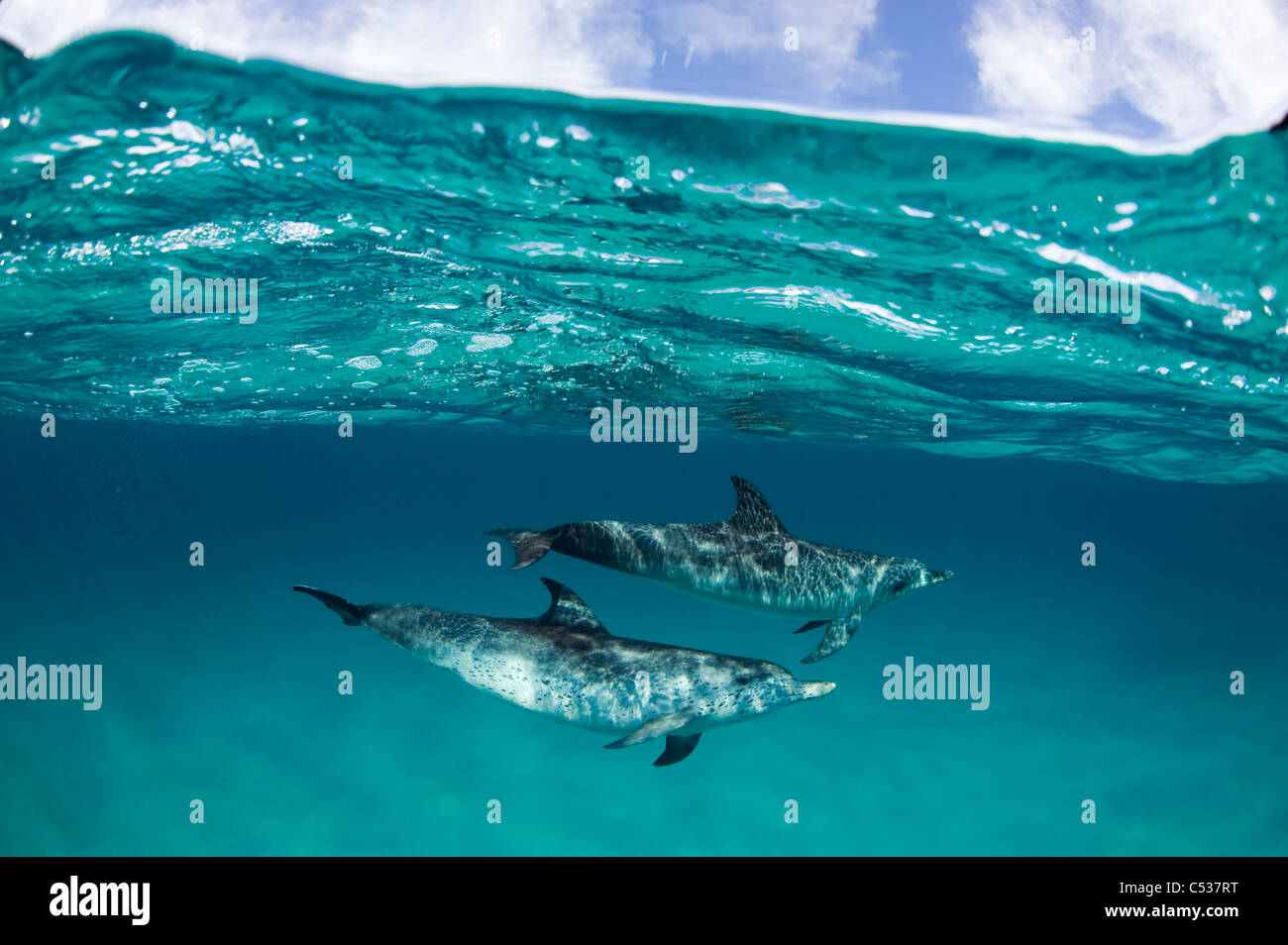 Macchiato atlantico (delfini Stenella frontalis) nella sabbia bianca cresta Nord Bahamas Foto Stock