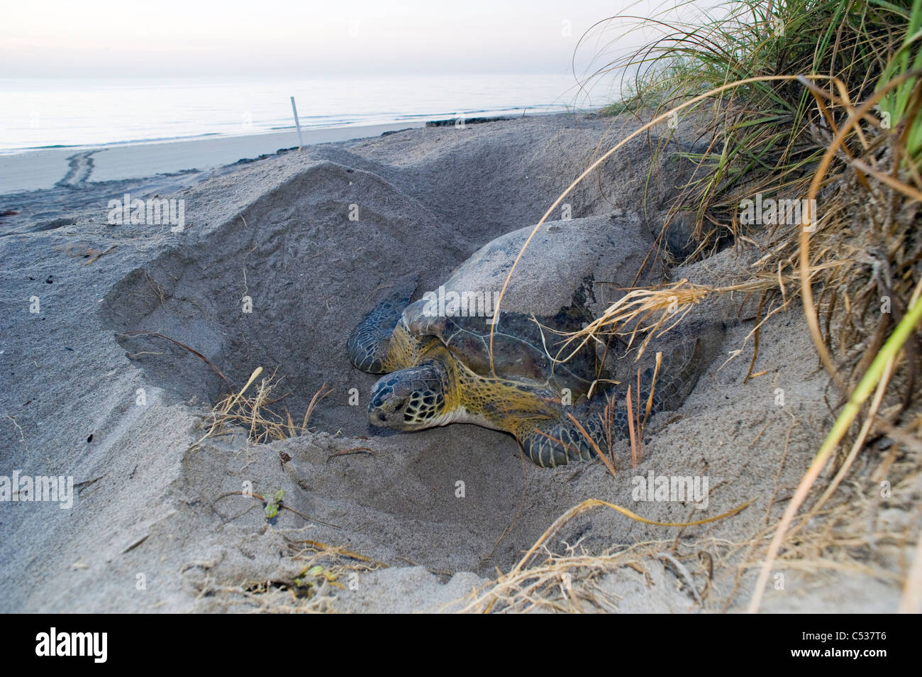 Femmina di tartaruga verde (Chelonia Mydas) che copre il suo nido e uova con sabbia dopo il nesting in Juno Beach, FL. Foto Stock