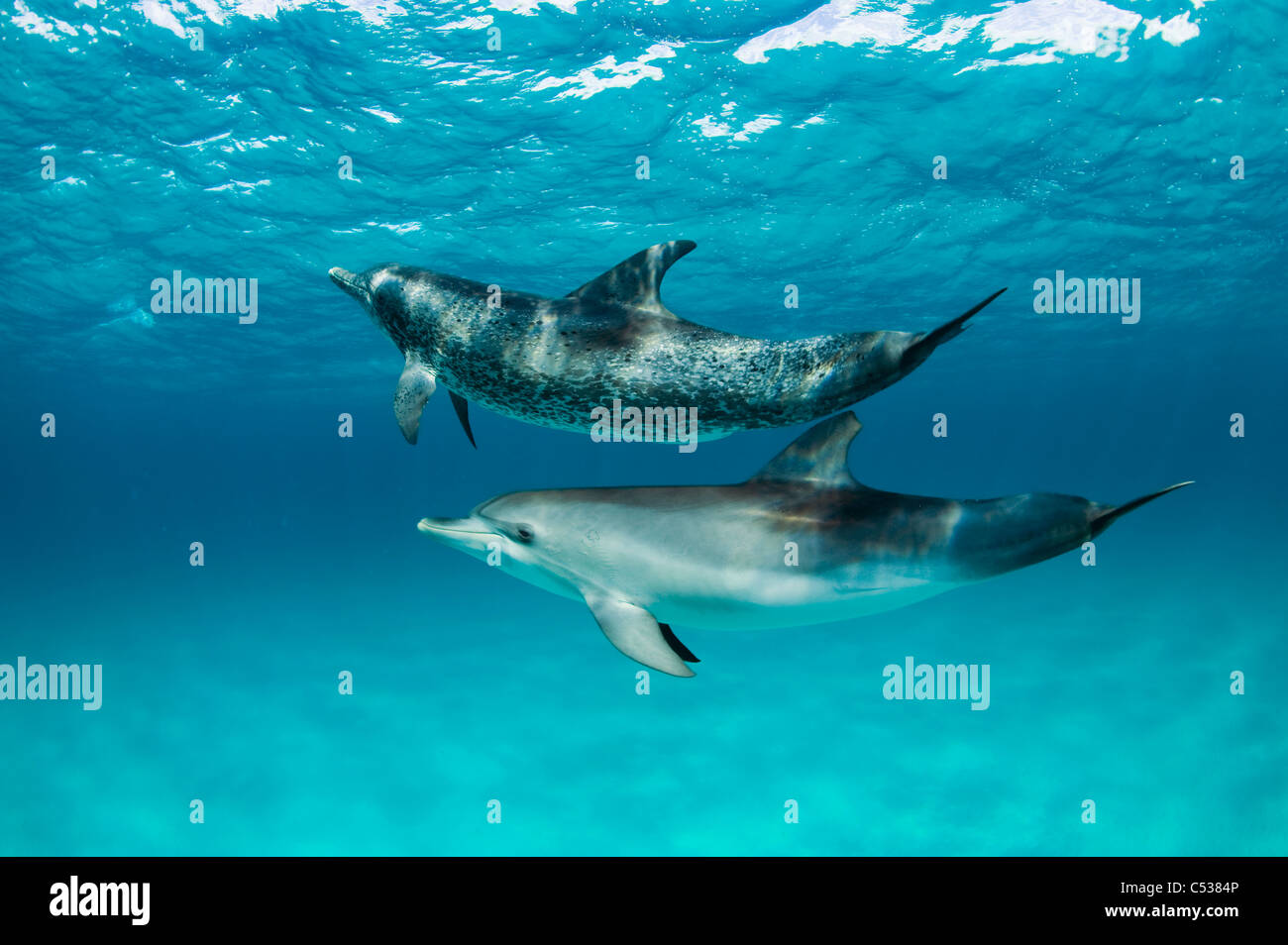 Macchiato atlantico (delfini Stenella frontalis) nella sabbia bianca cresta Nord Bahamas Foto Stock