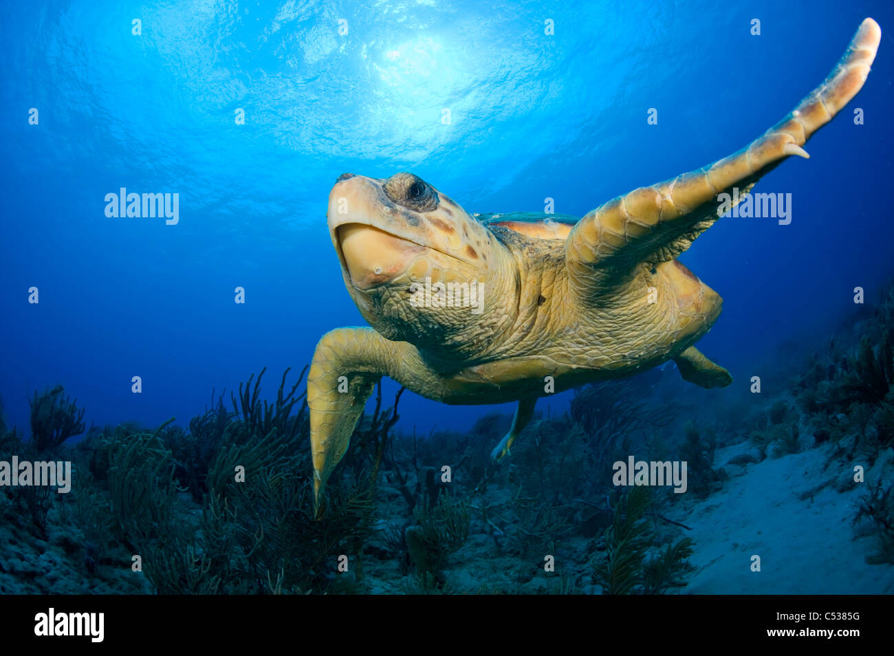 In via di estinzione tartaruga Caretta caretta underwater in Palm Beach County, FL. Foto Stock