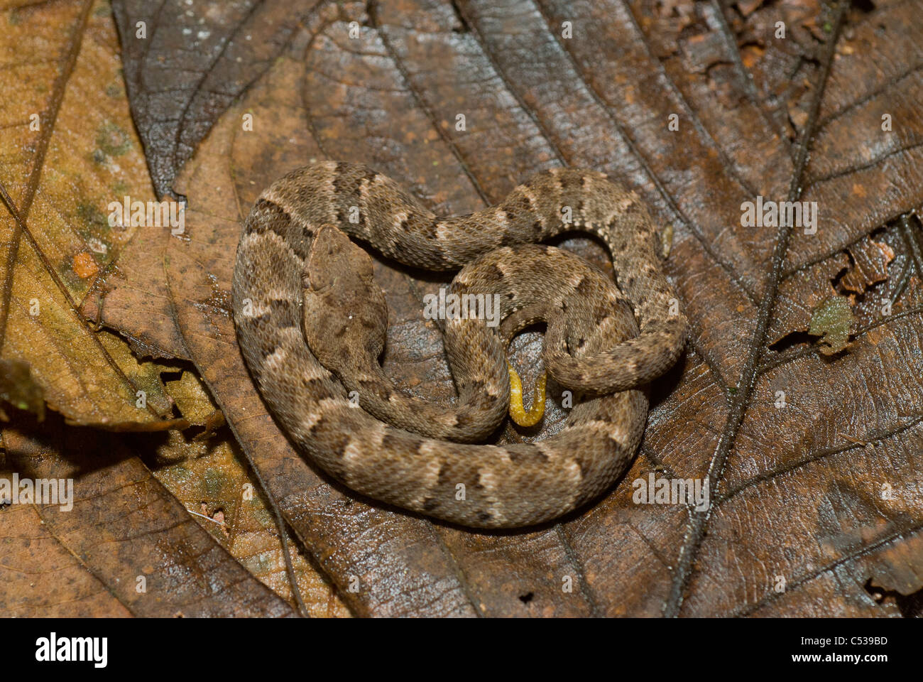 I capretti fer-de-lancia (Bothrops atrox) nel bacino amazzonico del Perù. Foto Stock