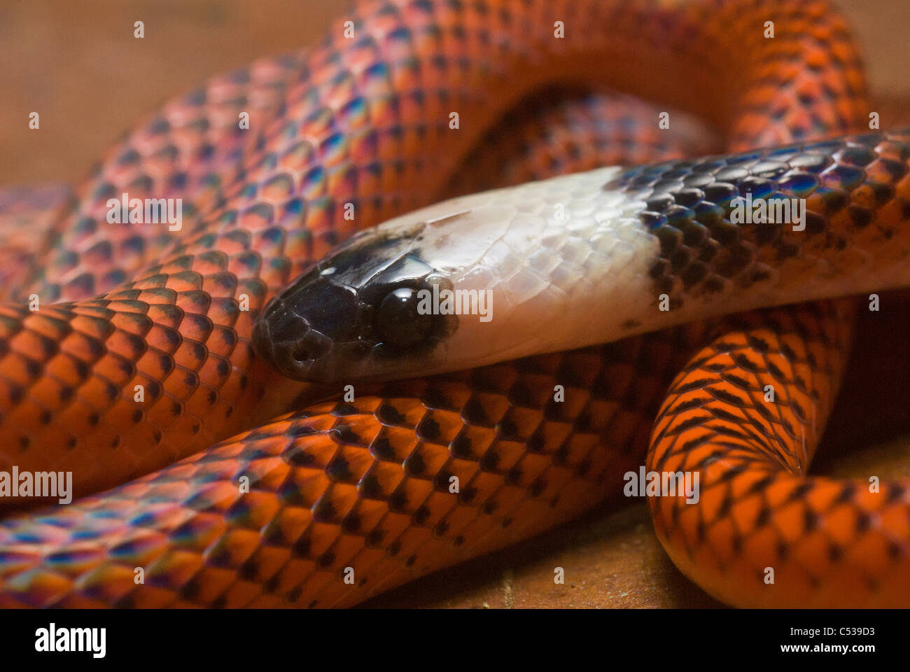 Nero-collare (aka Amazon mangiatore di uova; Drepanoides anomala) snake in Amazzonia peruviana foresta pluviale Foto Stock
