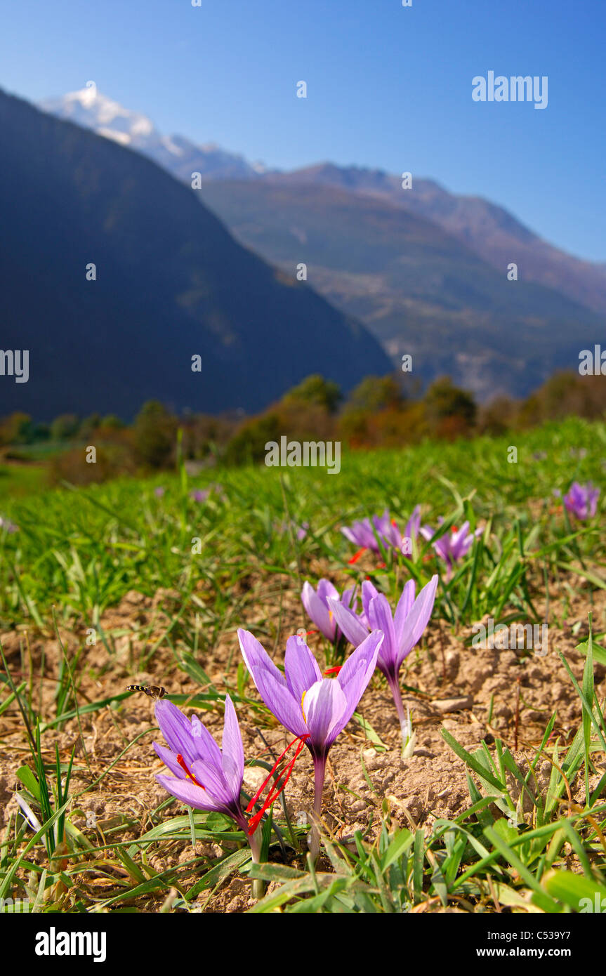 Prato di montagna con fioriture di crochi in autunno, i fiori di zafferano,  Crocus sativus, Mund, Vallese, Svizzera Foto stock - Alamy