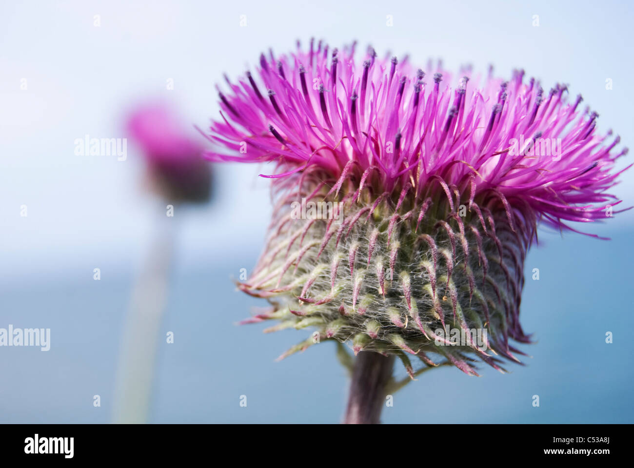 Closeup blooming thistle, fiore contro il cielo blu Foto Stock