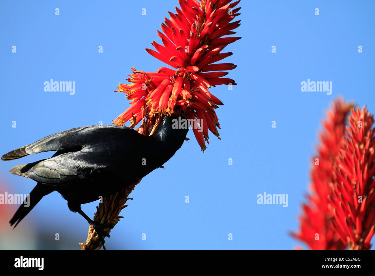 Un rosso-winged starling onychognathus, morio impollinatori un aloe a Cape Point, Sud Africa. Foto Stock