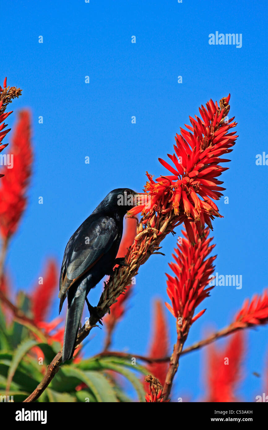 Un rosso-winged starling onychognathus, morio impollinatori un aloe a Cape Point. Foto Stock