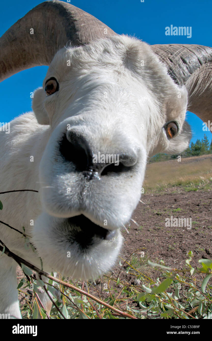 Close up ampio angolo di una ram Dall pecore, Yukon Territory, Canada, estate Foto Stock