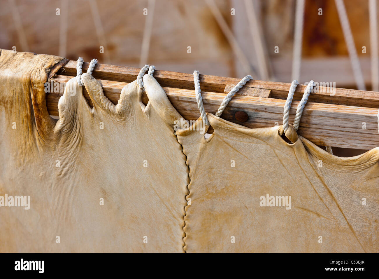 Close up dettaglio di un eschimese Inupiaq barca della pelle (Umiaq) realizzato dalla guarnizione barbuto pelle, Barrow, Arctic Alaska, estate Foto Stock