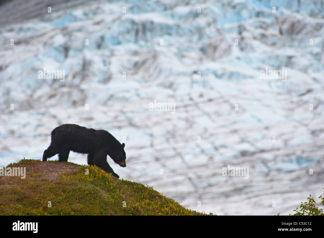 Un orso nero foraggio per i frutti di bosco sul fianco di una collina vicino al Harding Icefield Trail e il Parco nazionale di Kenai Fjords, Seward, Alaska Foto Stock
