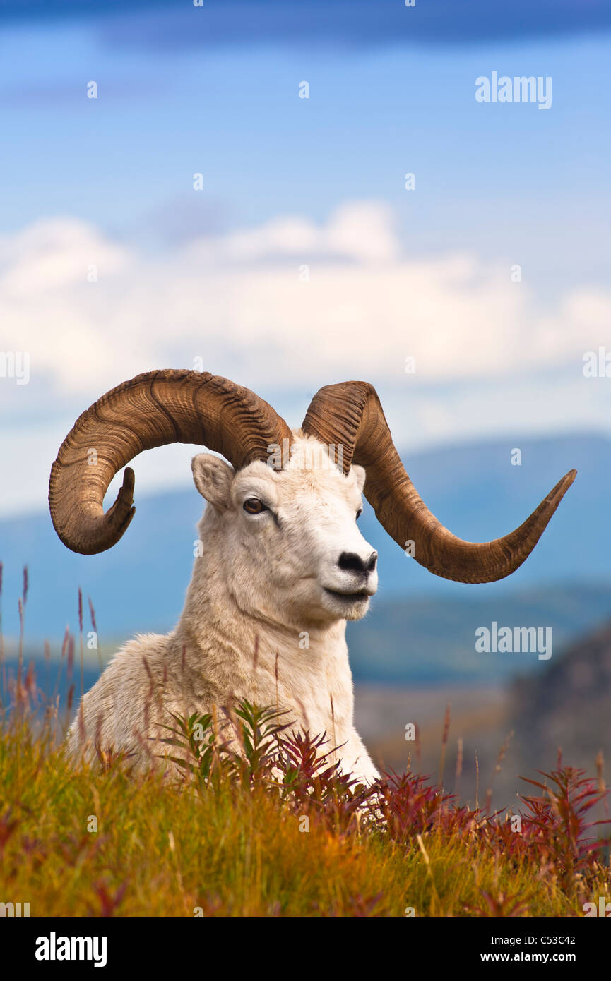 Adulto dallâ pecore ram in appoggio sul fianco di una collina sulla tundra caduta vicino a Savage River Valley nel Parco Nazionale di Denali, Alaska Foto Stock