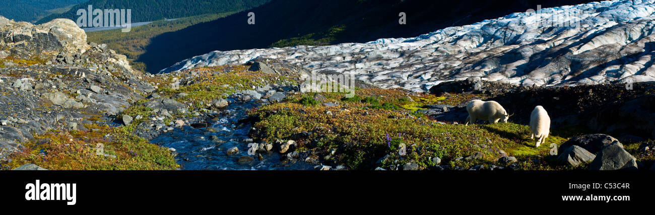 Nanny mountan capra e il suo giovane billy pascolare sulle piante vicino Harding Icefield Trail e il Parco nazionale di Kenai Fjords, Alaska Foto Stock
