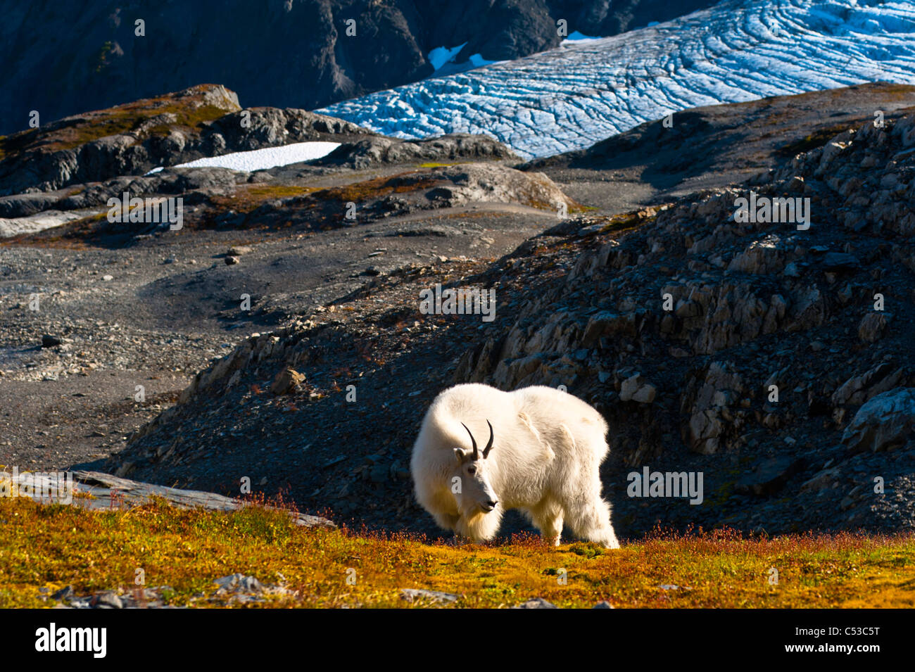 Vista di una capra di montagna pascolando vicino Harding Icefield Trail e il Parco nazionale di Kenai Fjords vicino a Seward, Penisola di Kenai, Alaska Foto Stock