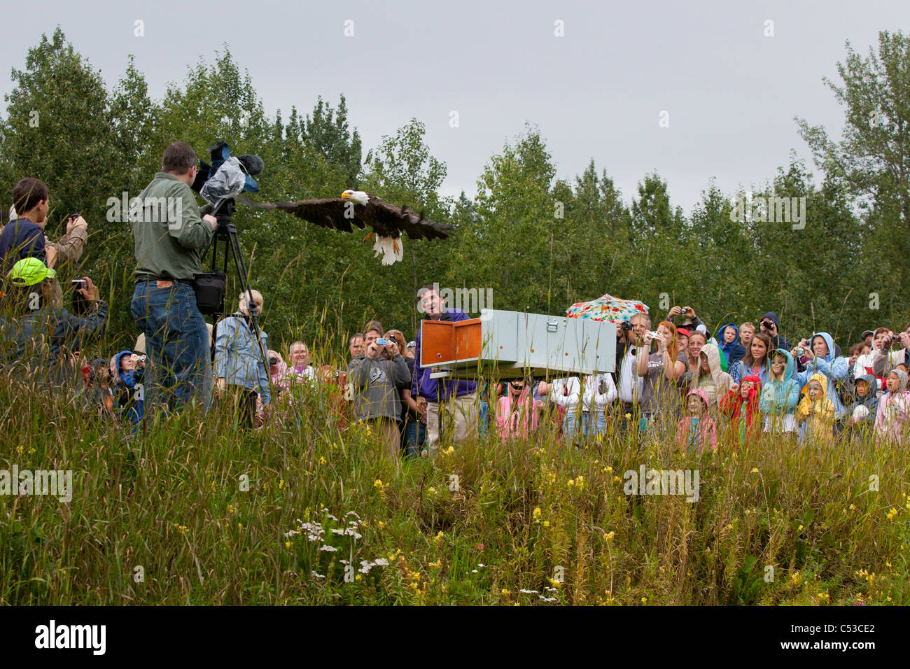 Sindaco Dan Sullivan rilascia un aquila calva durante la caduta Festival presso il BIRD TLC si affaccia su Potter Marsh, Anchorage in Alaska, Foto Stock