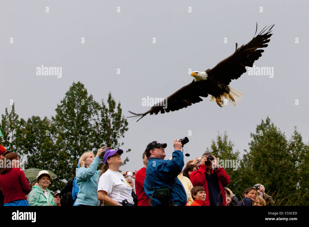 Un aquila calva appena rilasciato dal sindaco Dan Sullivan vola in alto su una folla di spettatori, Bird TLC's Fall Festival, Anchorage in Alaska, Foto Stock