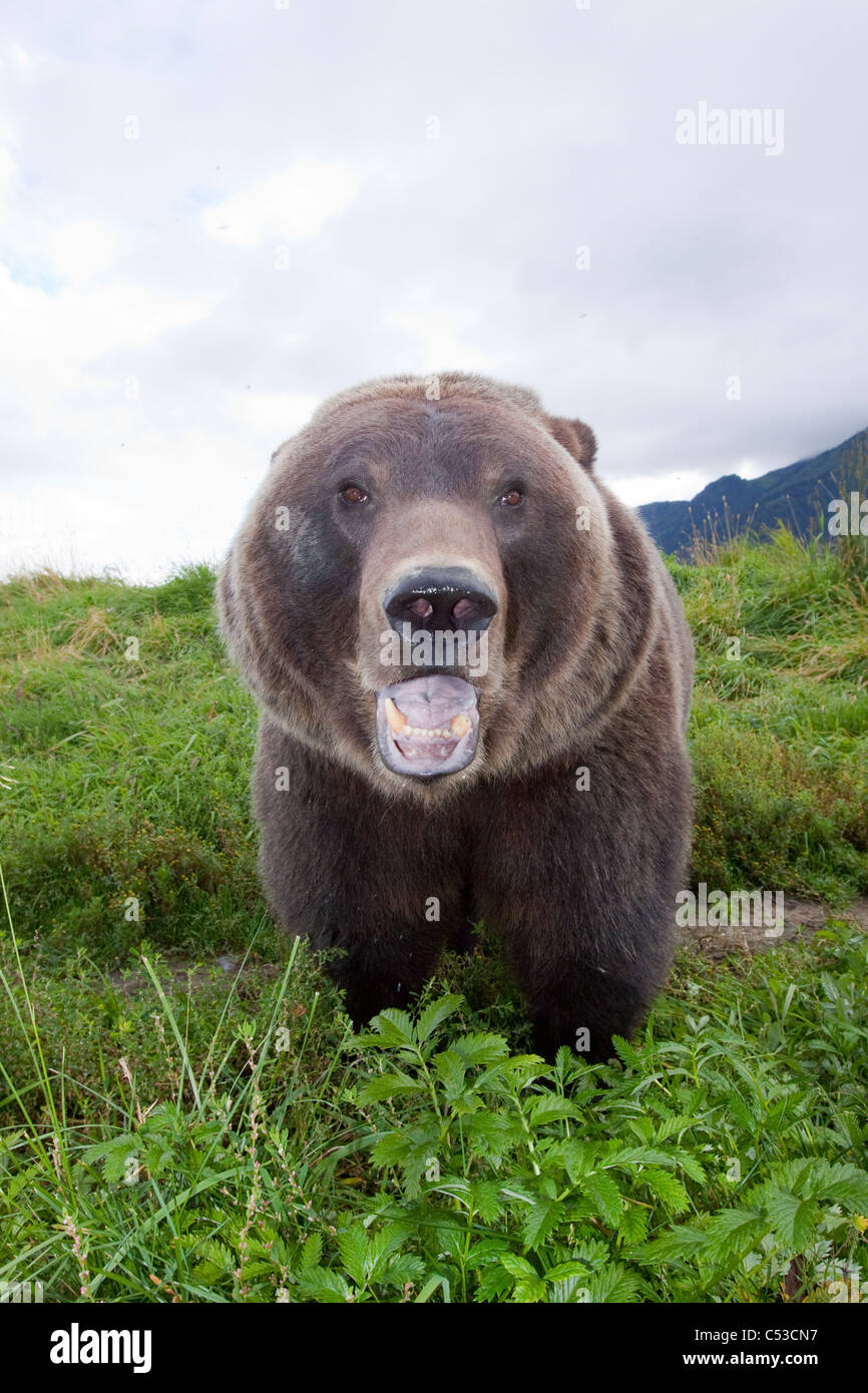 Chiudere fino ad ampio angolo di vista di un orso bruno in Alaska Wildlife Conservation Centre, centromeridionale Alaska, Estate. Captive Foto Stock