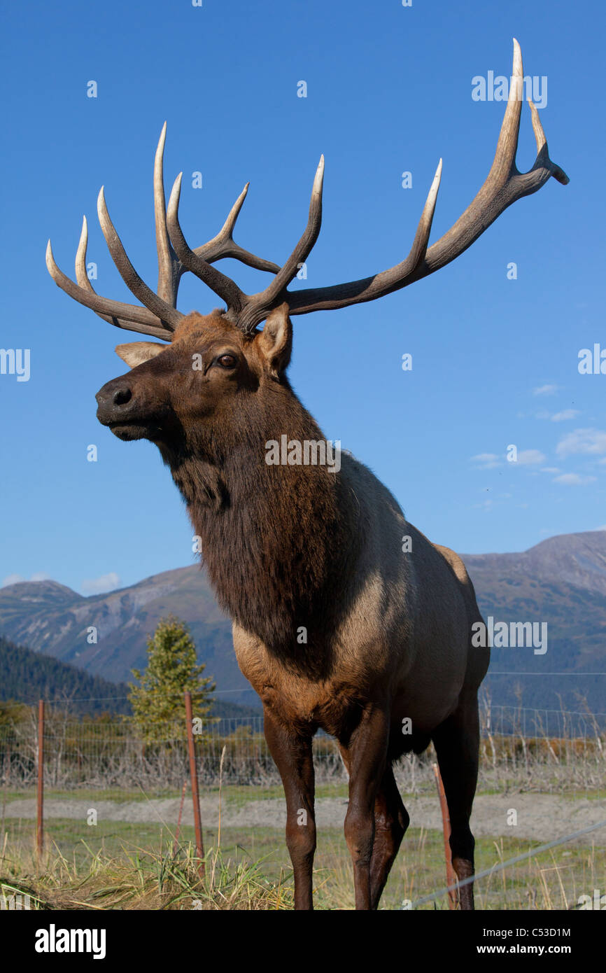Ritratto di una montagna rocciosa bull elk presso il vicino a Portage, Alaska, l'autunno. CAPTIVE Foto Stock