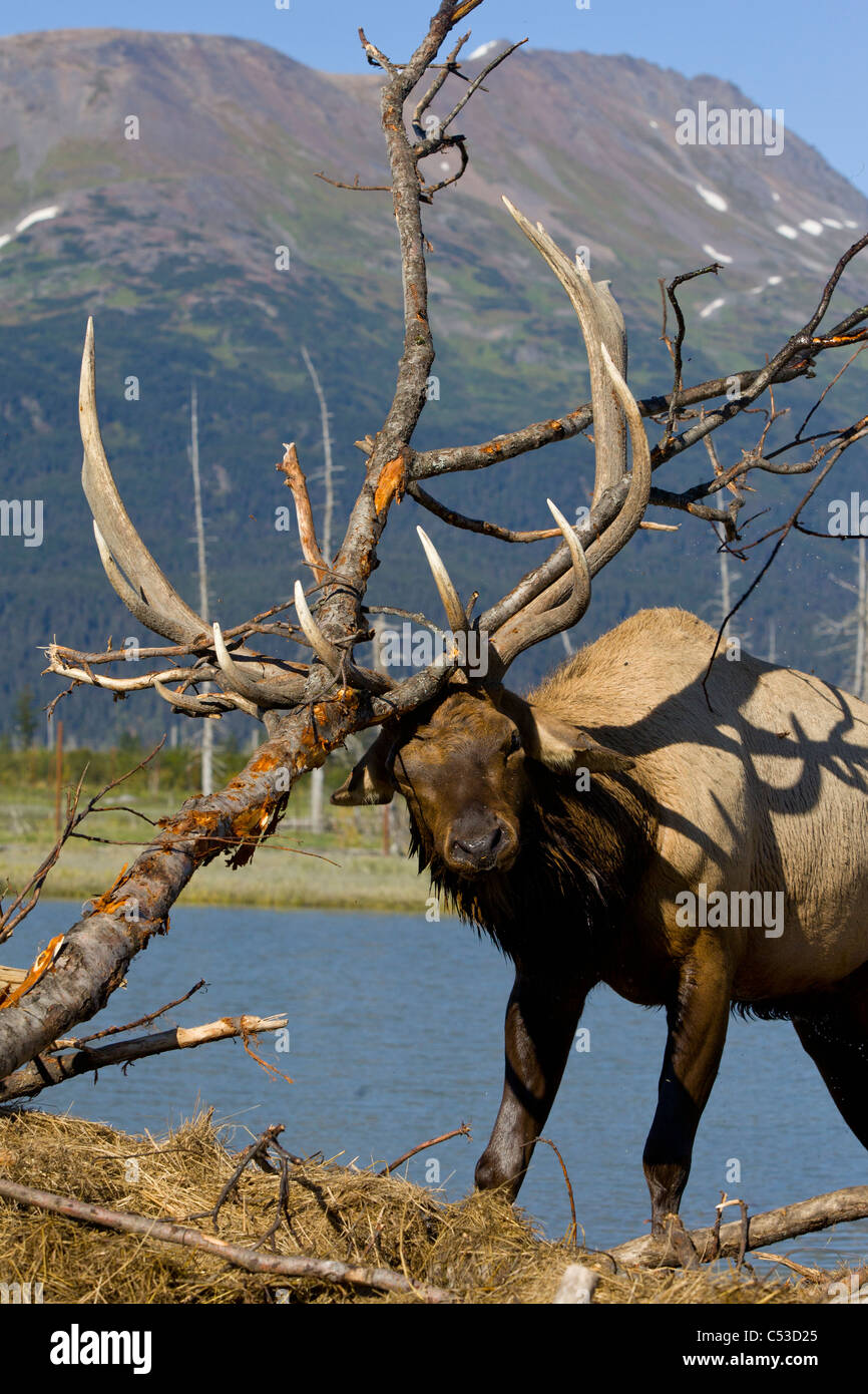 Un adulto Roosevelt bull elk picchia un albero con il suo palchi durante l'autunno, Rut nei pressi di Portage, centromeridionale Alaska. CAPTIVE Foto Stock