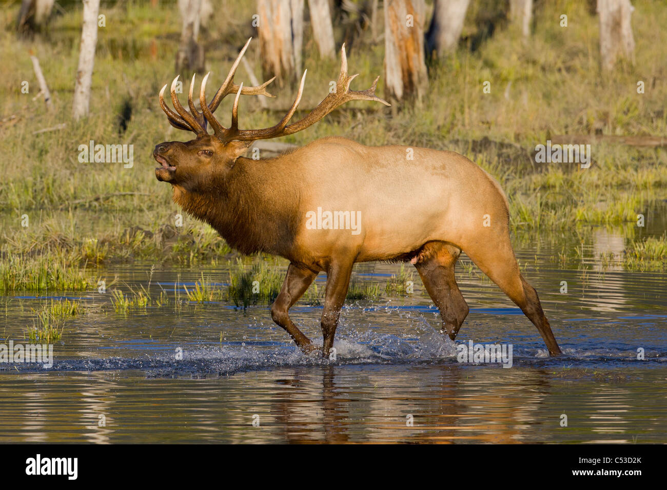 Un adulto bull Roosevelt elk passeggiate attraverso un laghetto mentre bugling, vicino a Portage, Alaska, Autumnm. CAPTIVE Foto Stock