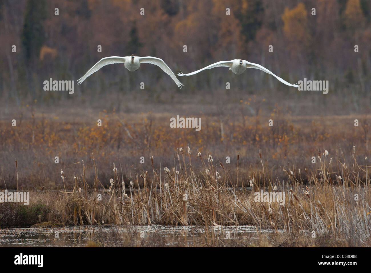 Una coppia di Trumpeter cigni in volo su Potter Marsh, centromeridionale Alaska, Autunno Foto Stock