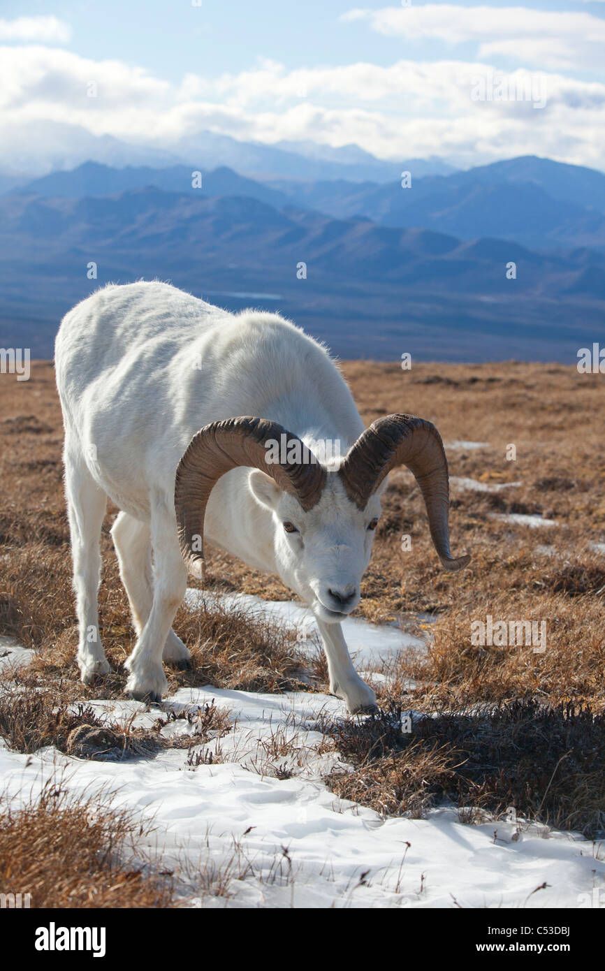 Un dallâ pecore ram sorge sulla tundra, Parco Nazionale e Riserva di Denali, Interior Alaska, Autunno Foto Stock