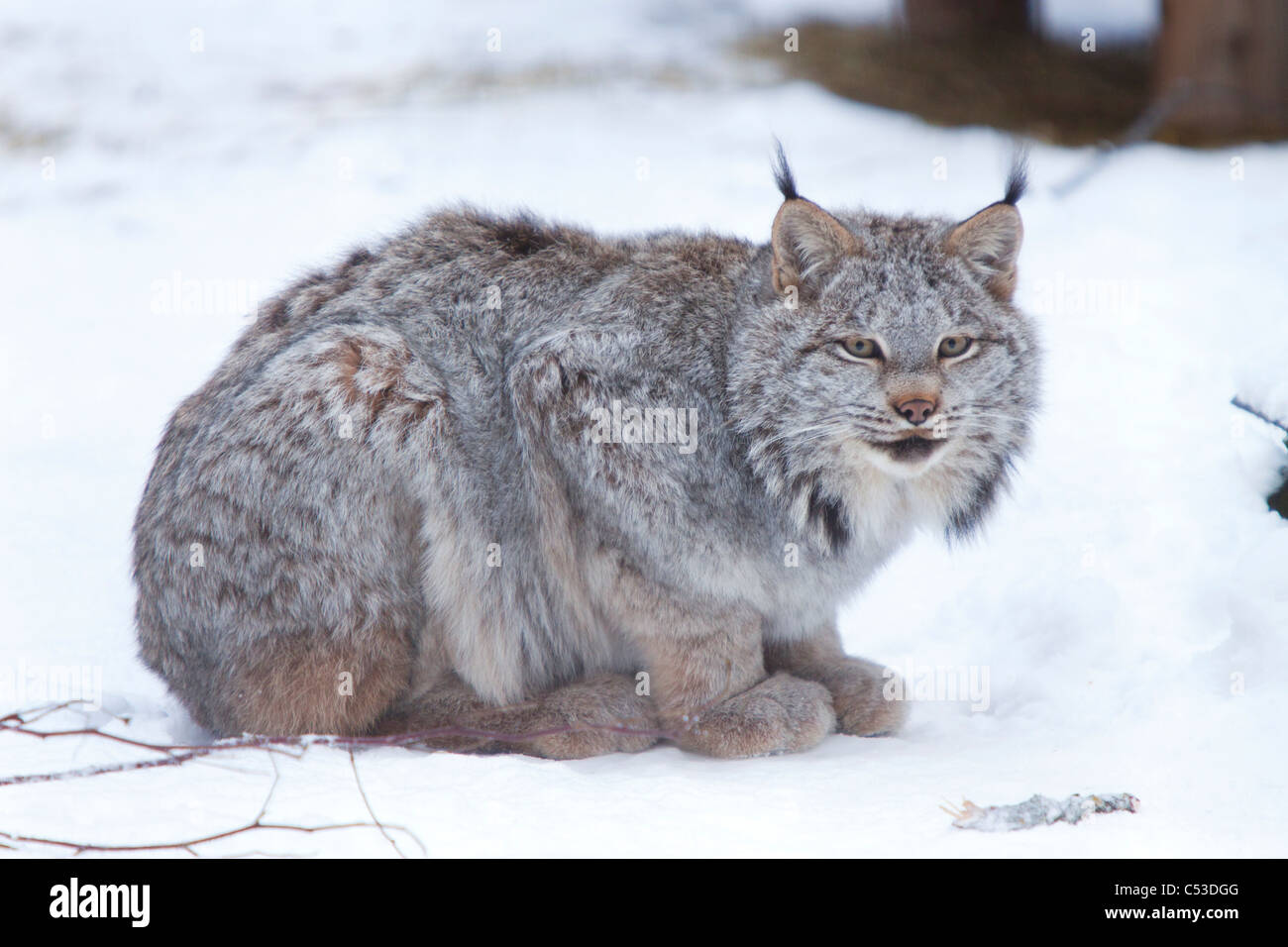 Il Lynx di Canada rannicchiato sul terreno snowcovered in Alberta, Canada, l'inverno. CAPTIVE Foto Stock